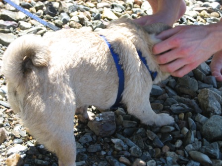 Diva seadog1.JPG