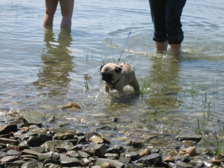 Diva wading.JPG
