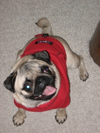 Hoodie2 0242.JPG