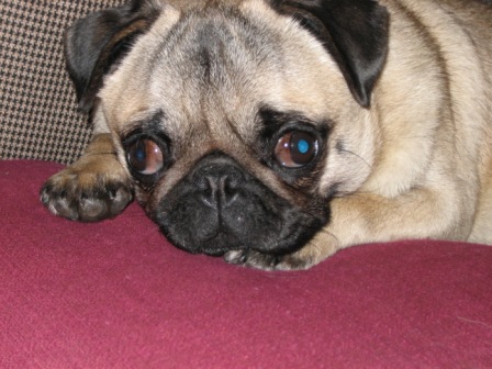 Diva pillow2.JPG