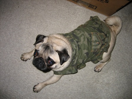 Diva camodress 2.JPG