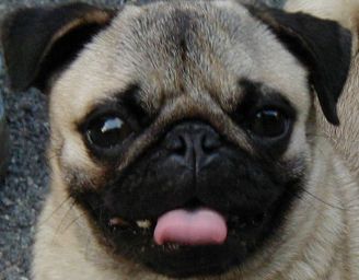 Headshot1.jpg