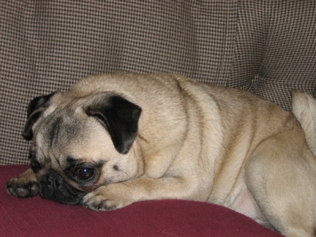 Diva pillow1.JPG