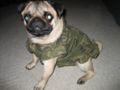 Diva camodress1.JPG