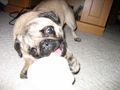 Big Bone 0219.JPG