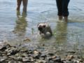 Diva wading.JPG