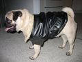 Bomber jacket 0195.JPG