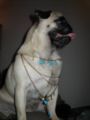 Diva blingtastic3.JPG