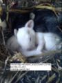 Babybunny.JPG