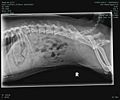 090410 Diva follow-up x-ray downsampled.jpg
