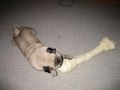 Big Bone2 0214.JPG
