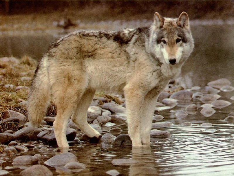 File:Wolf1.jpg