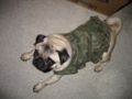 Diva camodress 2.JPG