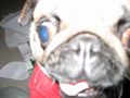 CameraHog 0239.JPG