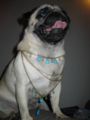 Diva blingtastic4.JPG